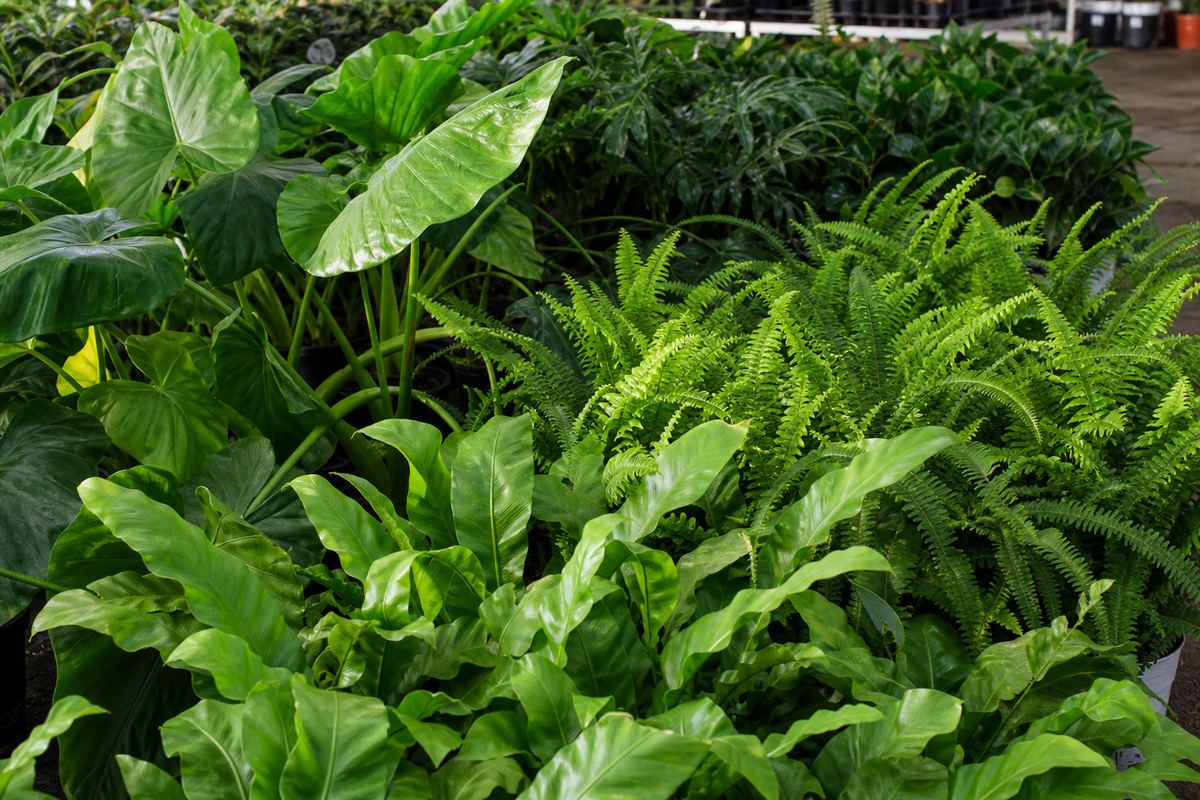 Foliage plants
